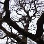 Dimitsana - plane tree at the Water Power museum
