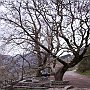 Dimitsana - more plane trees at the Water Power museum