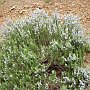 Rosemary in bloom