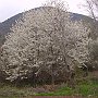 Tree in blossom