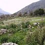 Psophis - view of ancient site
