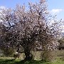 Blossom in the Lousi valley 1
