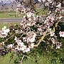 Blossom in the Lousi valley 2