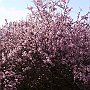 Blossom in the Lousi valley 3