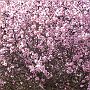 Blossom in the Lousi valley 4