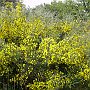 Gorse