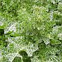 Oiniadae - beautiful thistle