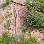 Strange plant (same one as at Philosophou Monastery but now in flower)