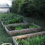 The vegetable beds - July