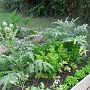 Artichokes and Celery