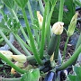 Courgettes in the vegetable beds