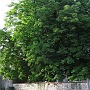The chestnet tree with pear trees espalier on the wall