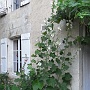 Hollyhocks by the door - July