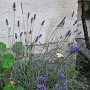 The lavendar plant in bloom