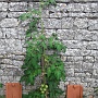 Tomato plants growing on the south wall of the barn