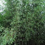 The forest of bamboo