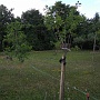 Fruit trees in the back garden