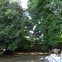 The Chestnut and the Lime tree in the front garden
