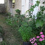 Geraniums, mint, hollyhocks and basil.