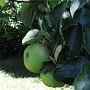 Some apples from the back garden