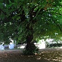 The lime tree