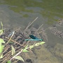 A dragonfly over the Charente
