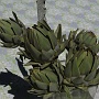 Our first artichokes 2