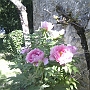 13 peonie flowers
