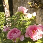 Peonies