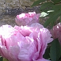 Peonie