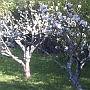 Apple Trees in bloom