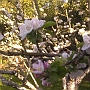 An apple blossom