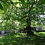 The Lime Tree in the courtyard