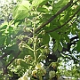The Chestnut about to bloom
