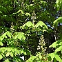 Chestnut about to bloom