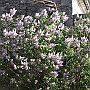 The Lilac bush by the 'Oncle' outhouse