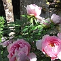 Peonies
