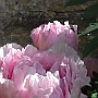 Peonie