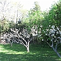Apple trees in bloom