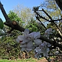 Apple Blossom