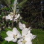 A Cox flower