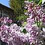 Lilac flowers