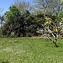 The back garden