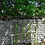 Pear Tree #1