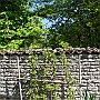 Pear tree #2