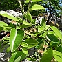Baby pears