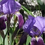 Irises