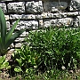 The sorrel and rocket patches