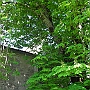 The chestnut looking to the house