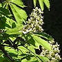 Chestnut flowers